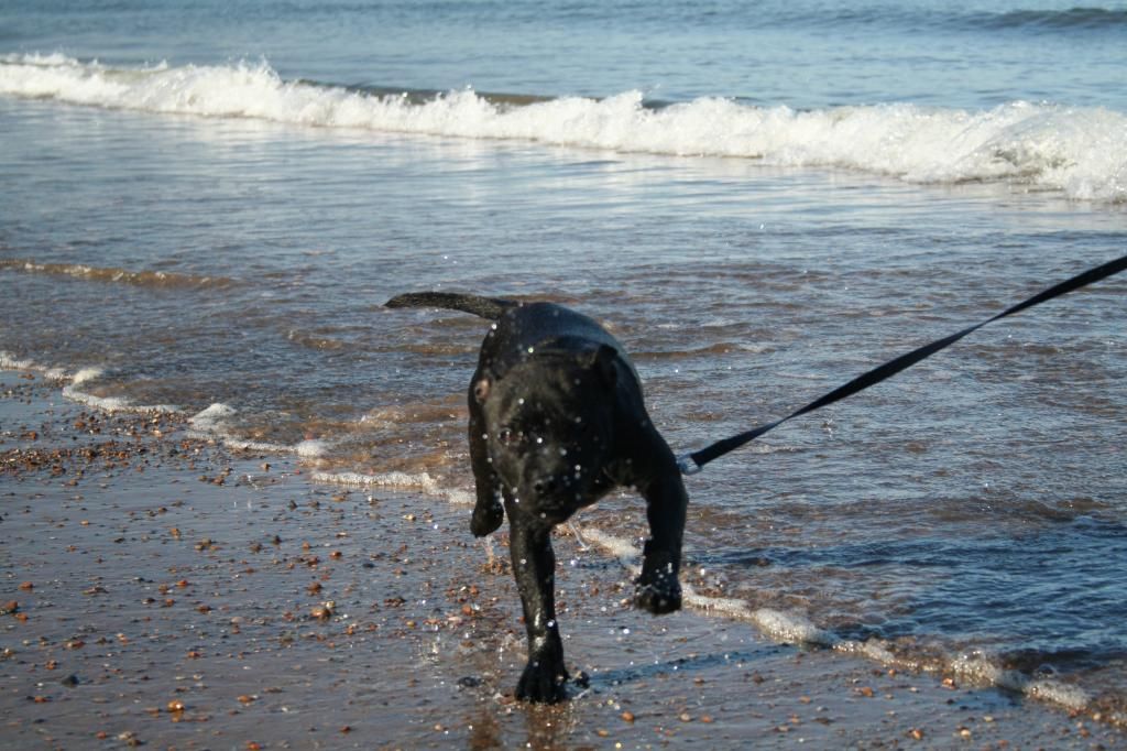 A trip to the beach. IMG_7257_zps081caadf