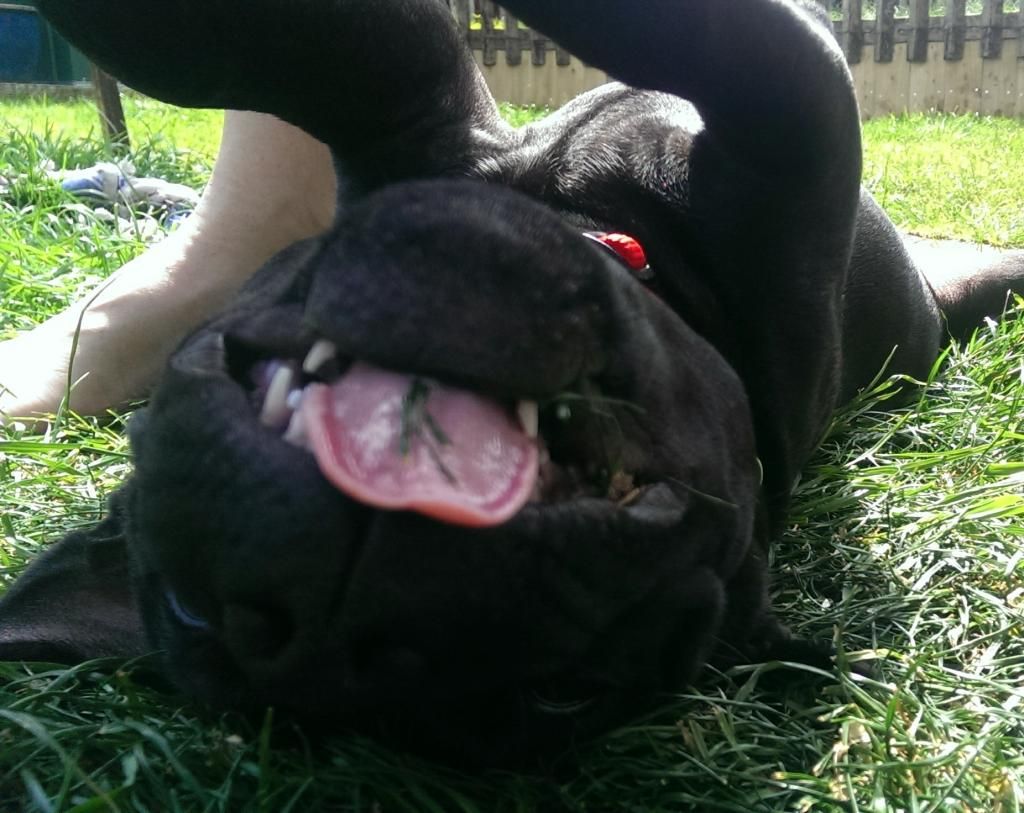 Theias Saturday, agility, and loafing around in the garden! IMAG3279_1_zpsubptg1dd