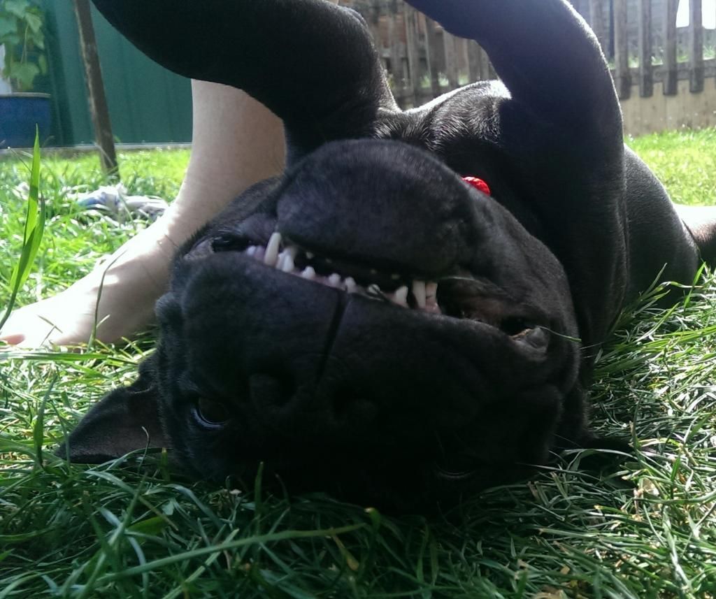 Theias Saturday, agility, and loafing around in the garden! IMAG3280_1_zpssdppomgr