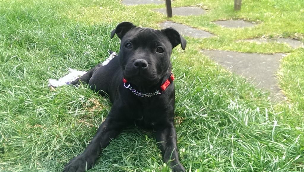 Theias Saturday, agility, and loafing around in the garden! IMAG3286_zpsqi5trpcs