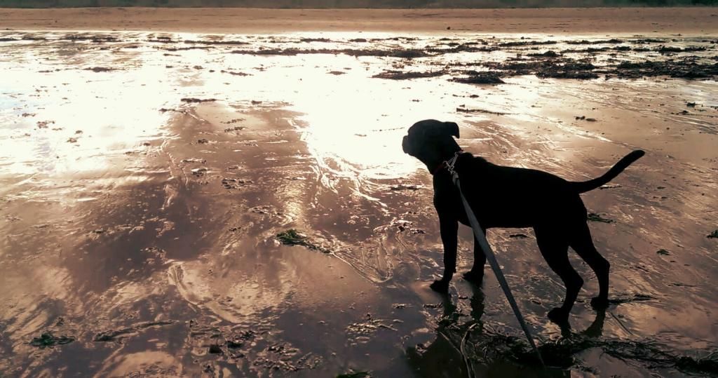 Another stunning evening at the beach ZOE_0190_0000053129_1_zpsokyxyuaf