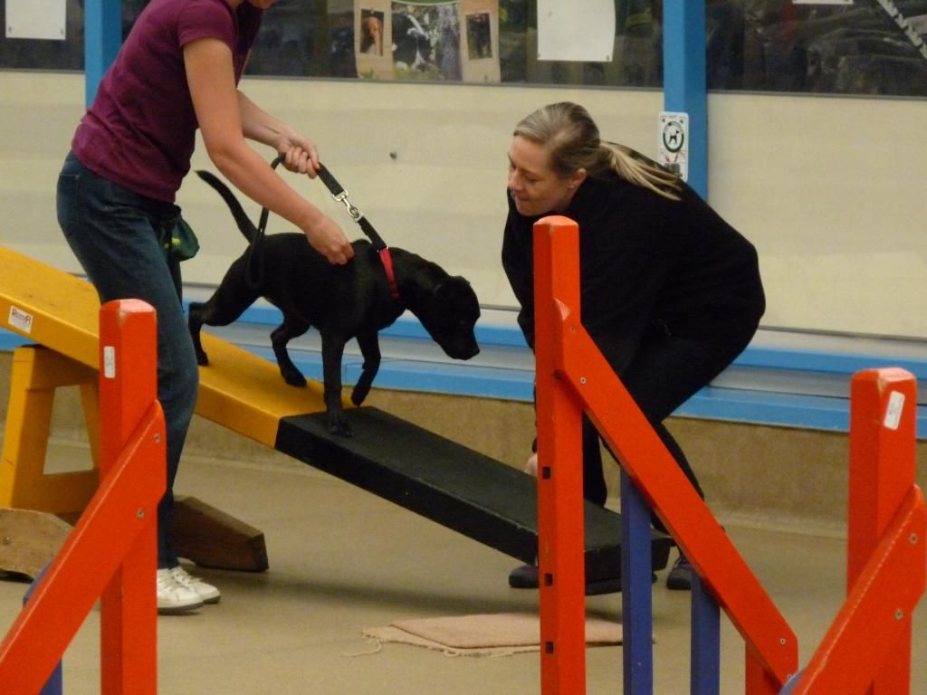 Agility class, again, pic heavy!! P1000659_zps1a53045c