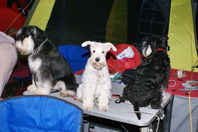 4 SUMMER NIGHT DOG SHOWS 2009. - CACIB (2x) i CAC (2x) Split, 23.-26.07.2009 DSC08359