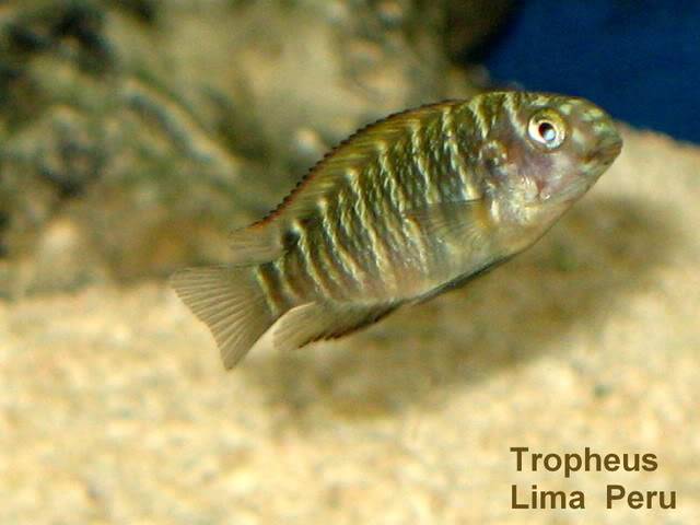 Tropheus moorii ilangi Imagen034-1