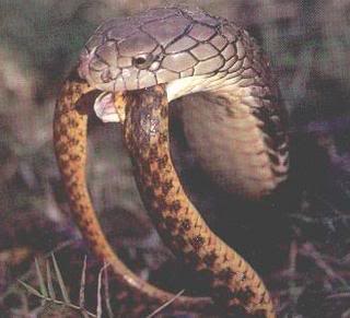 King Cobra الكوبرا الملك ( اخطر الأفاعي على وجه الأرض )  KingCobra