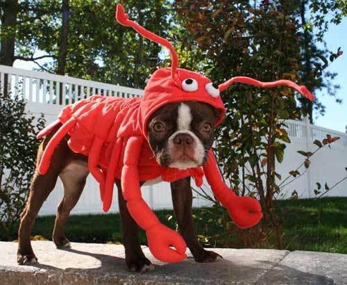 para los fans oficiales de AC/DC Lobster-dog-costume
