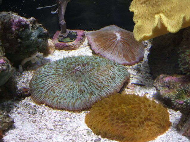 Plate coral for sale Platecoral017