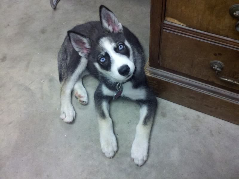 Hiya!  New Husky owner here (not new to dogs though)!  2012-07-06145639