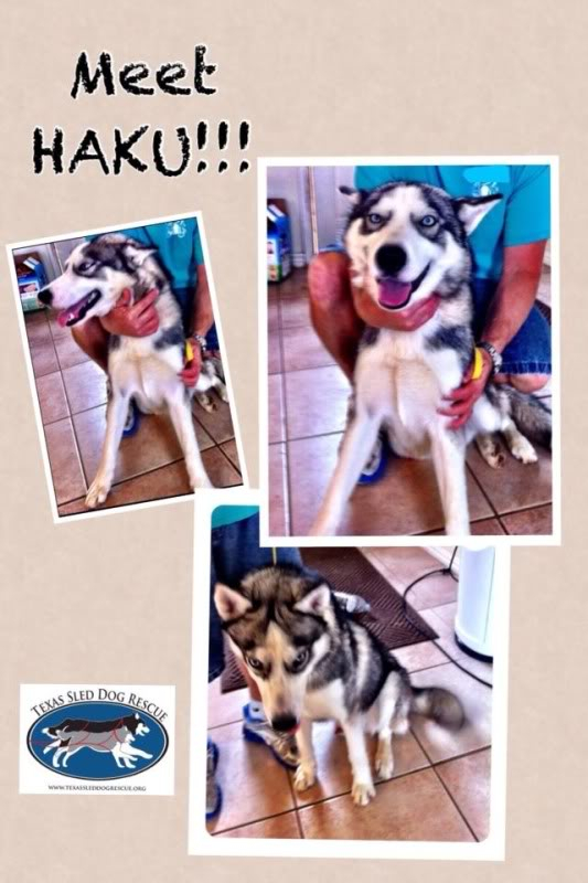 Juneau is getting a foster brother!  Haku2