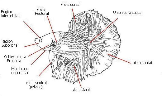 Taxonomia basica del Betta Betta-intr-1