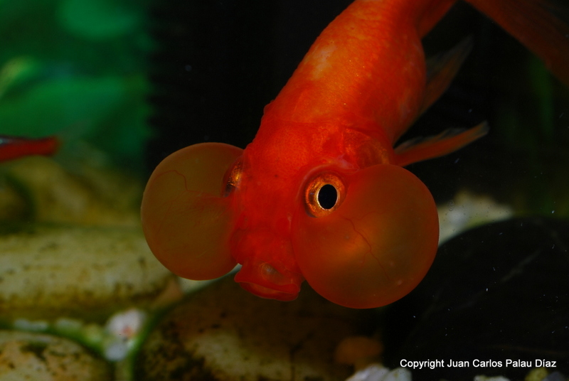 Añadir sal marina al acuario de los Goldfish 1-DSC_9413_zpsb35b21a0