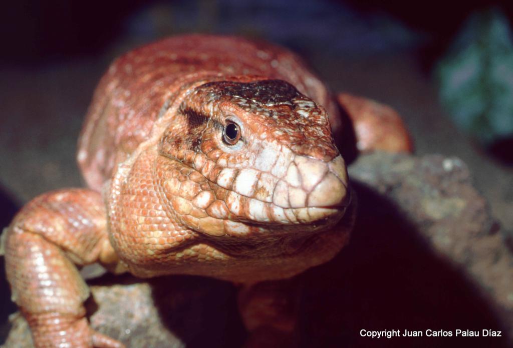 Foos de anfibios y reptiles en naturaleza y en acuarios públicos y míos AAVaranorojo1_editado-1_zps36a95a25