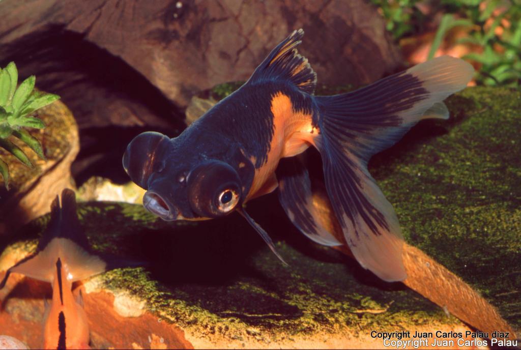 Goldfish, El linaje de los Oranda ficha con fotos. CaaTelescopiobicolor_zps4047583d