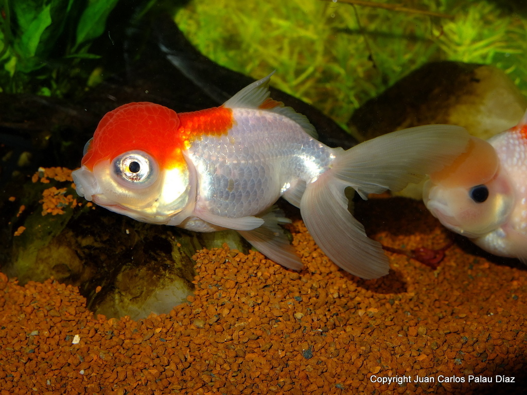 Ficha del Goldfish Telescopio con cabeza de oranda con fotos DSCF3674_zps7kcmbwq1