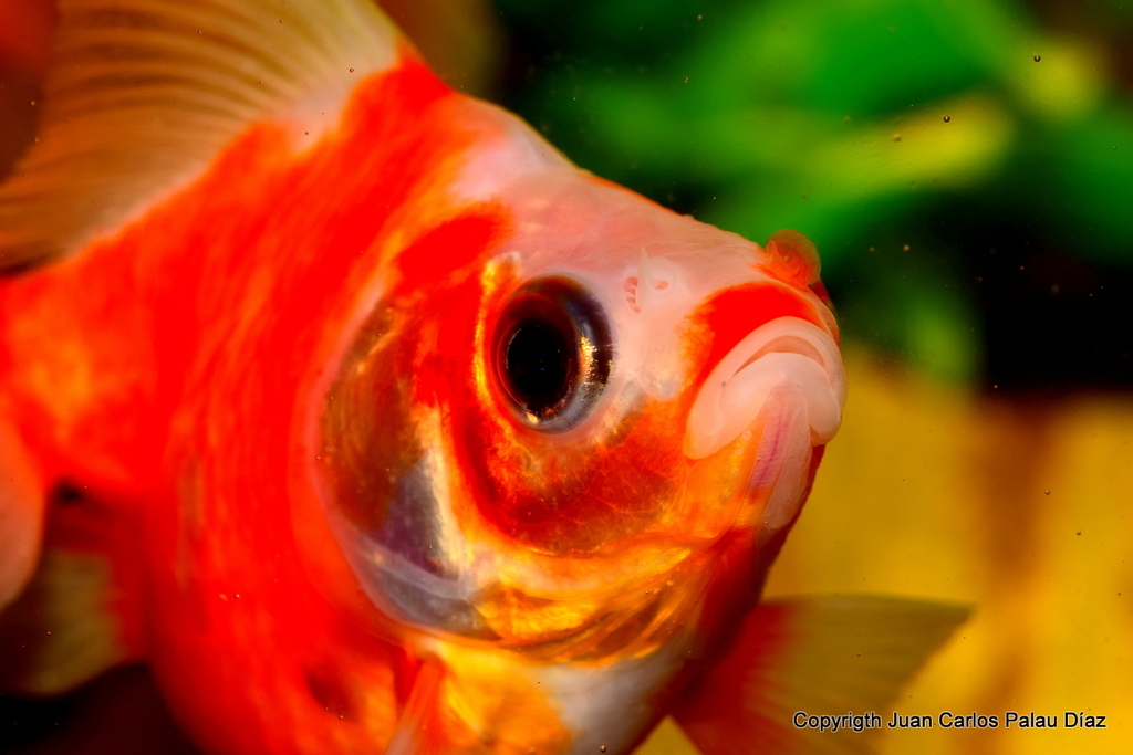 acuario NANOLED 30 LITROS PARA FOTOGRAFÍA DE GOLDFISH Y BETAS PRINCIPALMENTE - Página 3 DSC_2543-003_zpsm7kmxswt