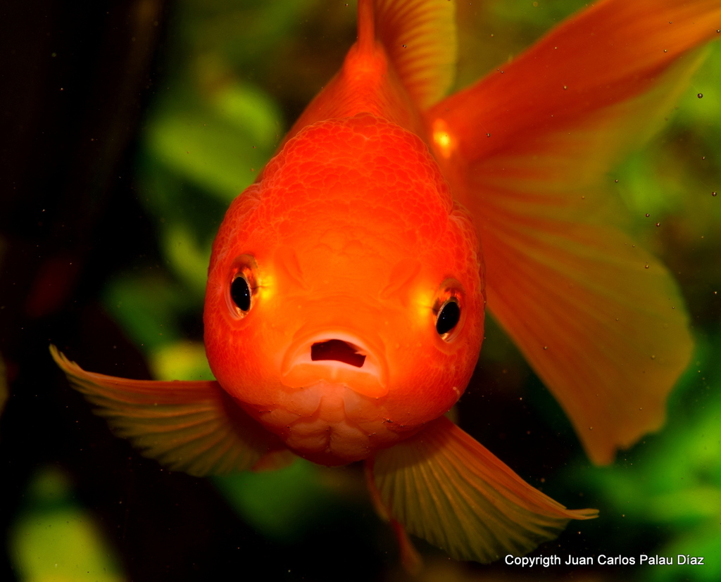 acuario NANOLED 30 LITROS PARA FOTOGRAFÍA DE GOLDFISH Y BETAS PRINCIPALMENTE - Página 3 DSC_2596_zpsov63w5im