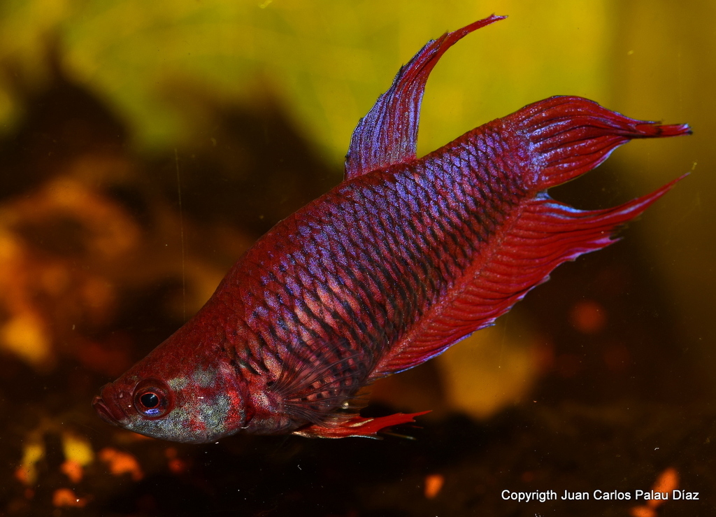 acuario NANOLED 30 LITROS PARA FOTOGRAFÍA DE GOLDFISH Y BETAS PRINCIPALMENTE - Página 3 DSC_2636_zpsbrktqvgn