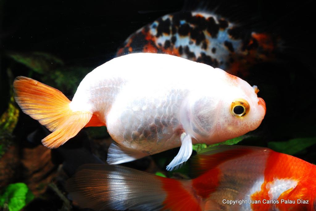 Diferencias y similitudes de los goldfish Cabeza de león y Ranchu DSC_3206_zps99f6bbdc