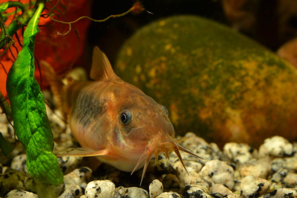 Mis corydoras aeneus y su puesta de enero DSC_3619_zps9f56c49c