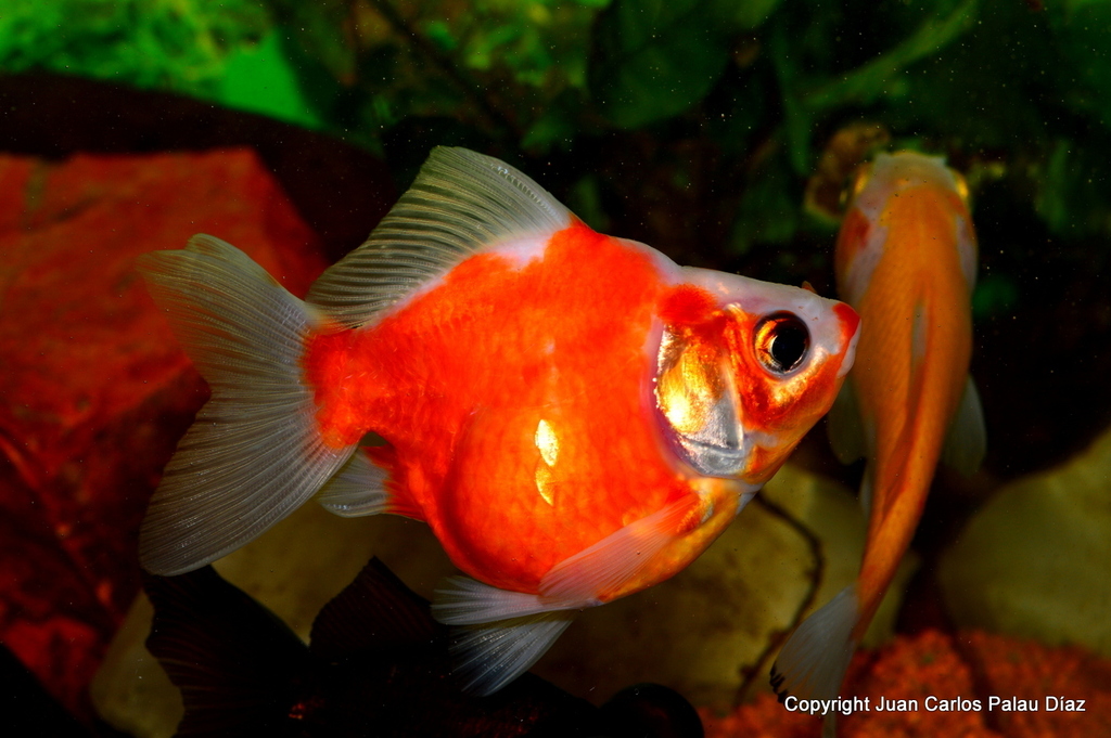 acuario NANOLED 30 LITROS PARA FOTOGRAFÍA DE GOLDFISH Y BETAS PRINCIPALMENTE DSC_4242-004_zpsgmjynyyb