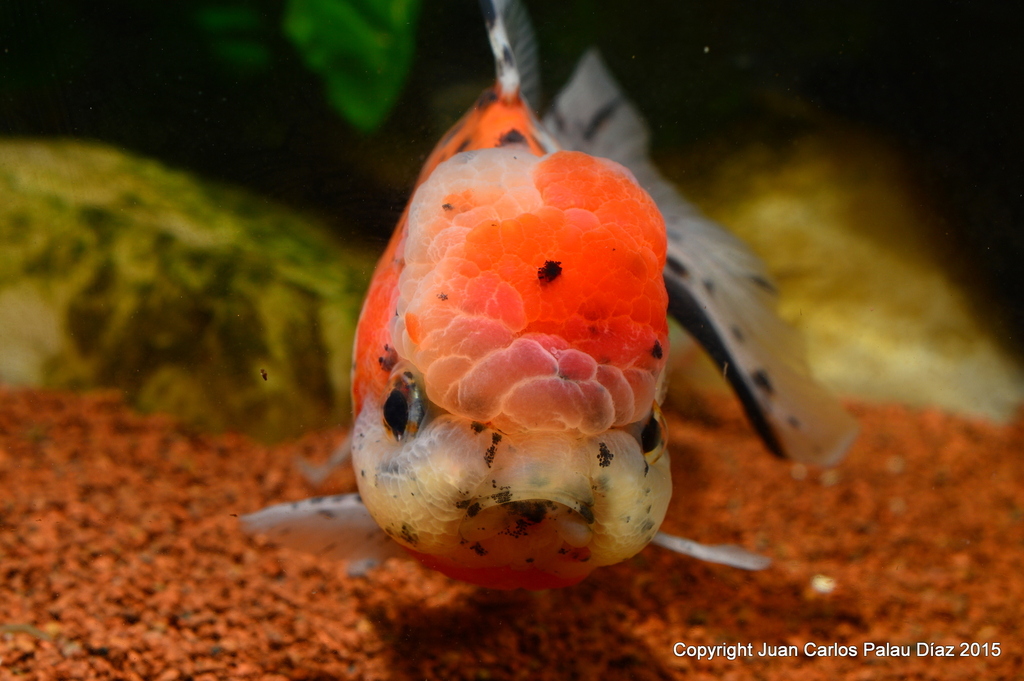 acuario NANOLED 30 LITROS PARA FOTOGRAFÍA DE GOLDFISH Y BETAS PRINCIPALMENTE - Página 5 DSC_5767_zpsextbaf3i