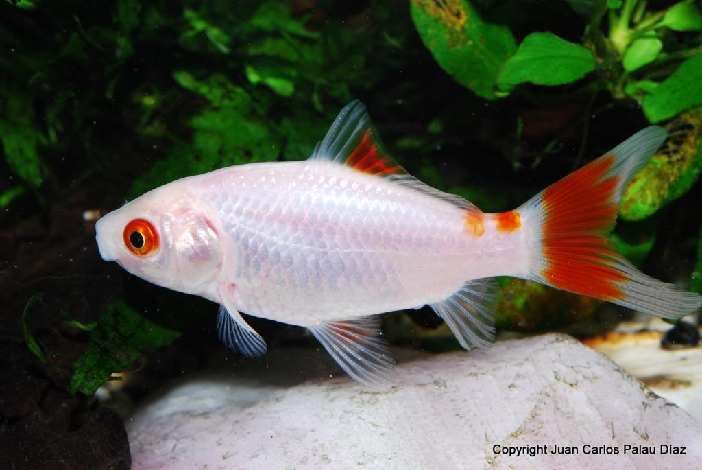 Cyprinus carpio , Kois - Nueva adquisición  DSC_6034_zps32850fbf