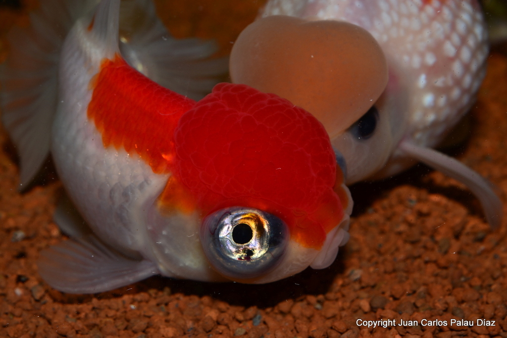 Ficha del Goldfish Telescopio con cabeza de oranda con fotos DSC_7388_zpshd7ivzse