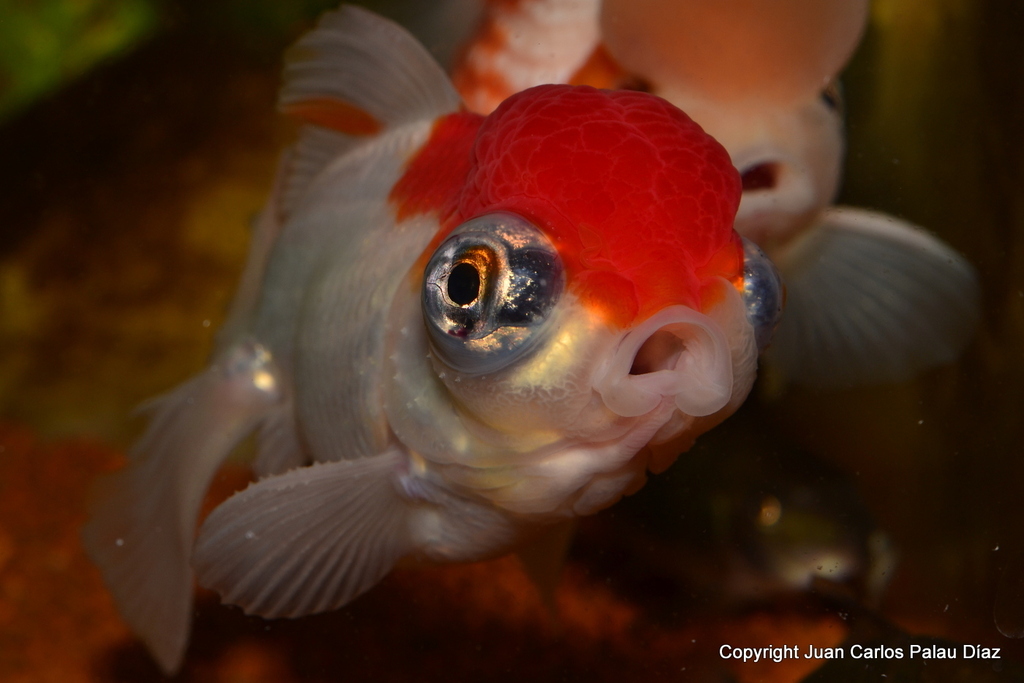 Ficha del Goldfish Telescopio con cabeza de oranda con fotos DSC_7392_zpszlpz6uo5