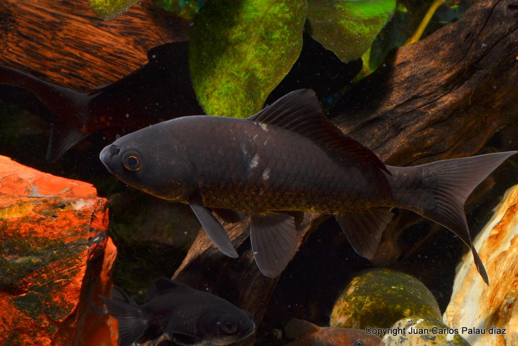 El pez rojo común Hibuna supuestamente negro, discusión sobre ello DSC_7812_zpsf9a2f930