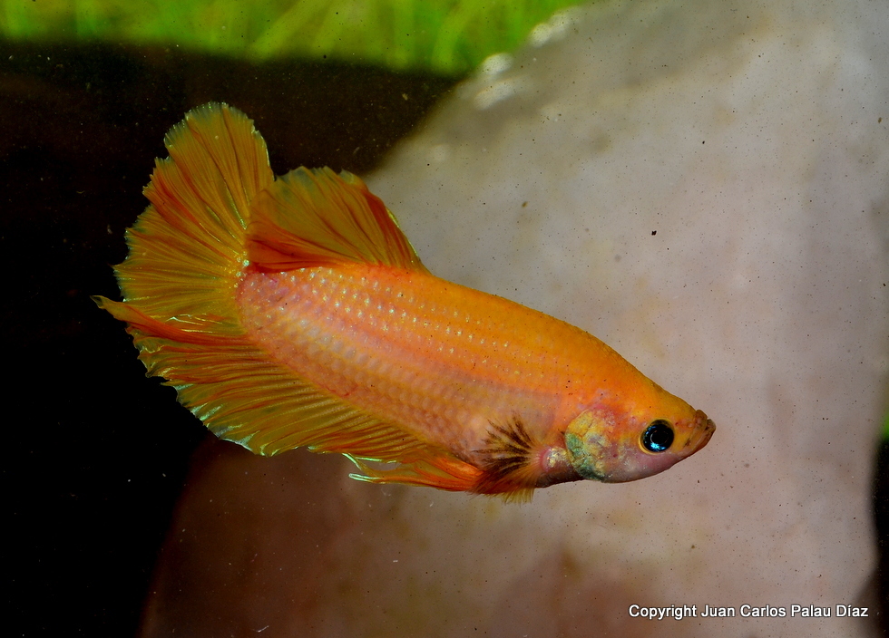 acuario NANOLED 30 LITROS PARA FOTOGRAFÍA DE GOLDFISH Y BETAS PRINCIPALMENTE DSC_8132_zps7enjmkub