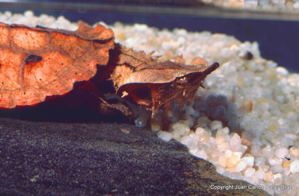 La tortuga Mata Mata, Chelus fimbriatus, ficha con fotos. Mmatamata3001_editado-1_zps0724c709