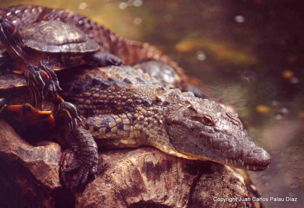 Foos de anfibios y reptiles en naturaleza y en acuarios públicos y míos Ococodrilo001_editado-1_zps12acf5ec