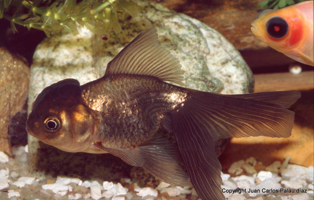 Goldfish, El linaje de los Oranda ficha con fotos. Orandabronce_zpsae09a547