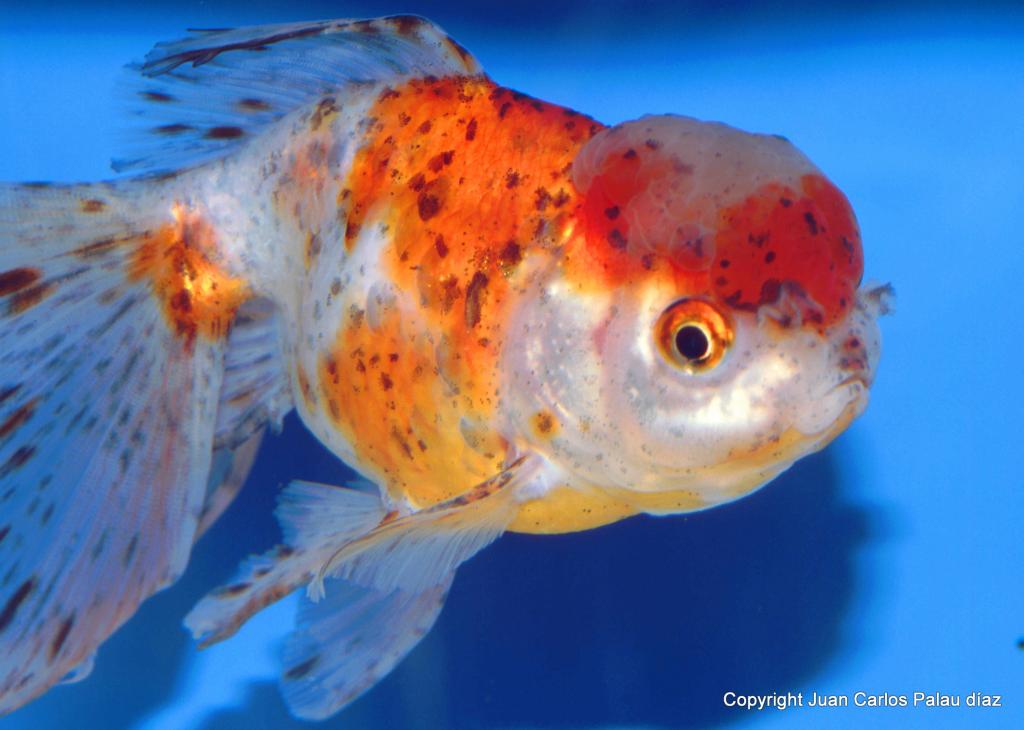 Goldfish, El linaje de los Oranda ficha con fotos. Orandacalico1Contracubiera_zpsa73ccca1