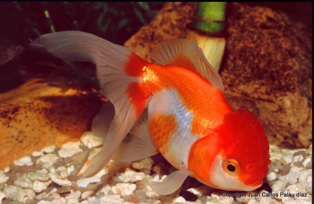 Goldfish, El linaje de los Oranda ficha con fotos. OrandarojoyblancoAmpliada_zps842c0300