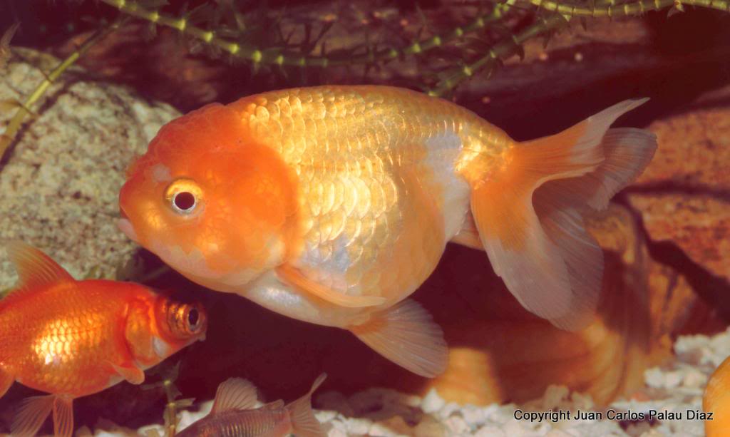 Diferencias y similitudes de los goldfish Cabeza de león y Ranchu CabezadeleoacutenAmpliada_zpsd2879041