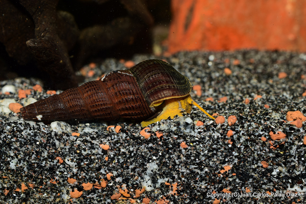 Caracol Tiylomelania sp. Caracol conejo, elefante o de Sulawesi ficha y fotos DSC_5173-001_zpswrkd9gxx