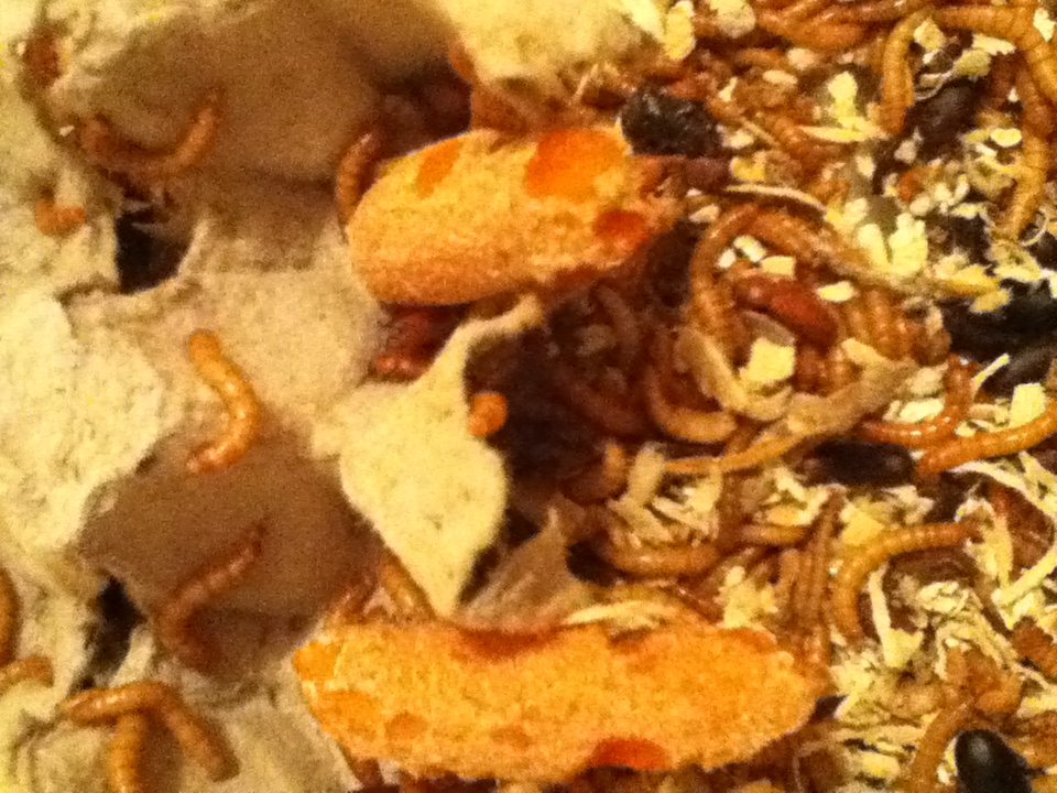 Mealworm Colony 2015! [Picture Thread] - Page 2 IMG_1193_zpsojymcjtj