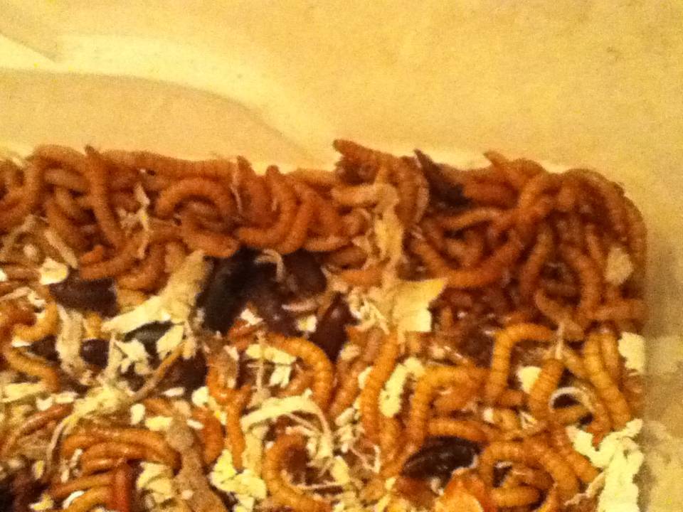 Mealworm Colony 2015! [Picture Thread] - Page 2 IMG_1194_zps4hrqv5xb