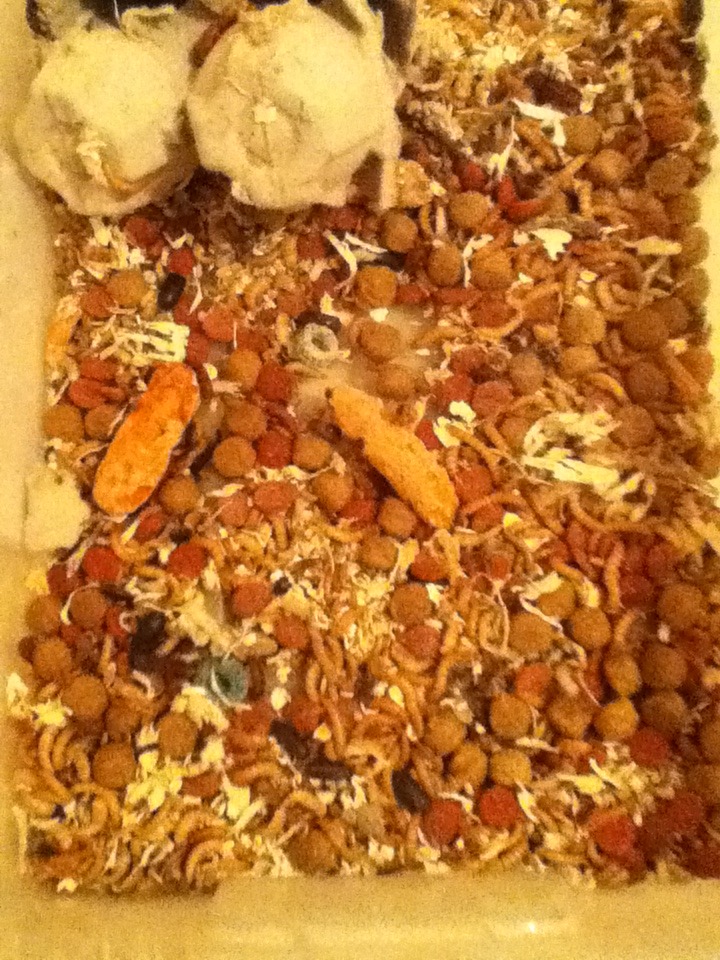 Mealworm Colony 2015! [Picture Thread] - Page 2 IMG_1200_zpszqwwsm23