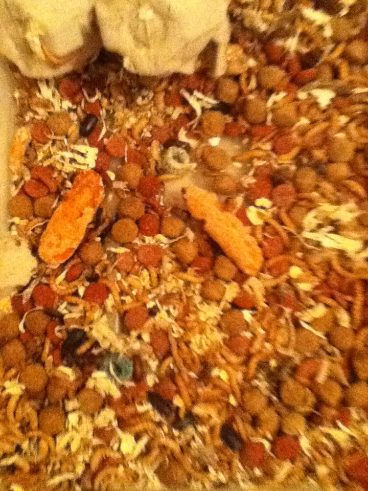 Mealworm Colony 2015! [Picture Thread] - Page 2 IMG_1201_zpse2cljot3