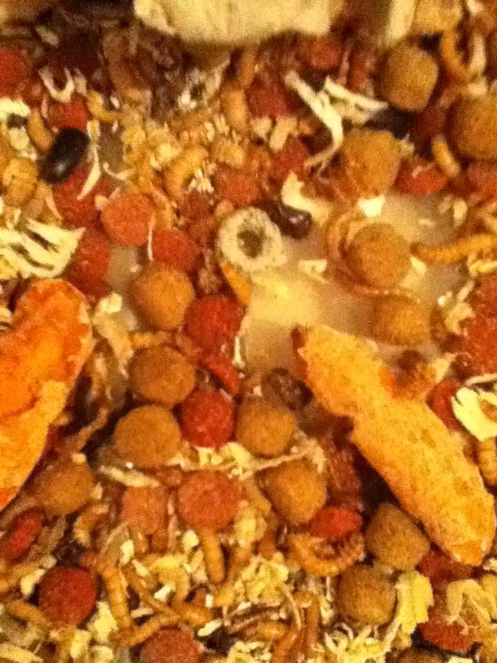 Mealworm Colony 2015! [Picture Thread] - Page 2 IMG_1202_zpsmktptqbo