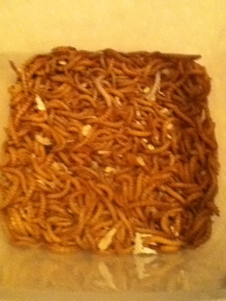 Mealworm Colony 2015! [Picture Thread] - Page 3 IMG_1308_zpsxflxjcc8