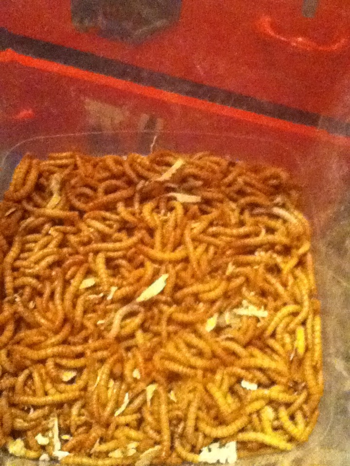 Mealworm Colony 2015! [Picture Thread] - Page 3 IMG_1310_zpscsxdu6gv