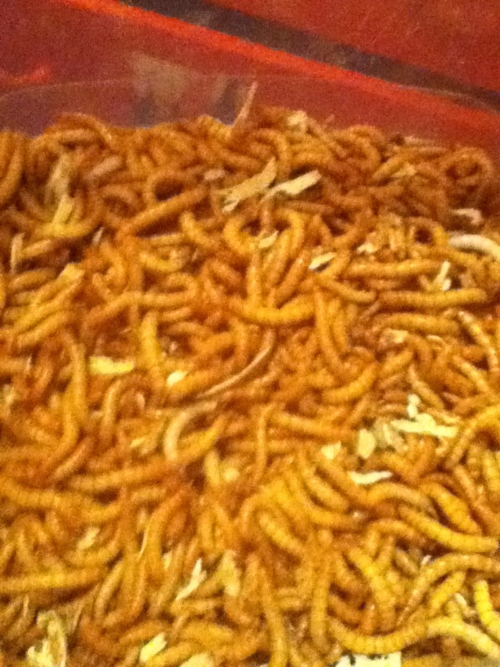 Mealworm Colony 2015! [Picture Thread] - Page 3 IMG_1311_zps9de59blv