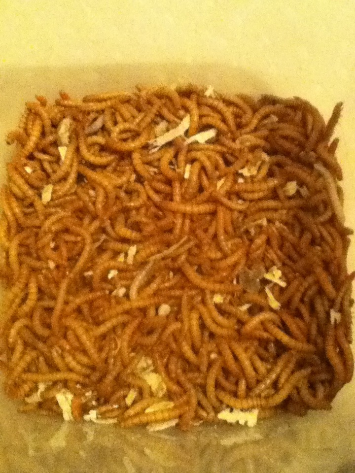 Mealworm Colony 2015! [Picture Thread] - Page 3 IMG_1312_zps72k1yh4u