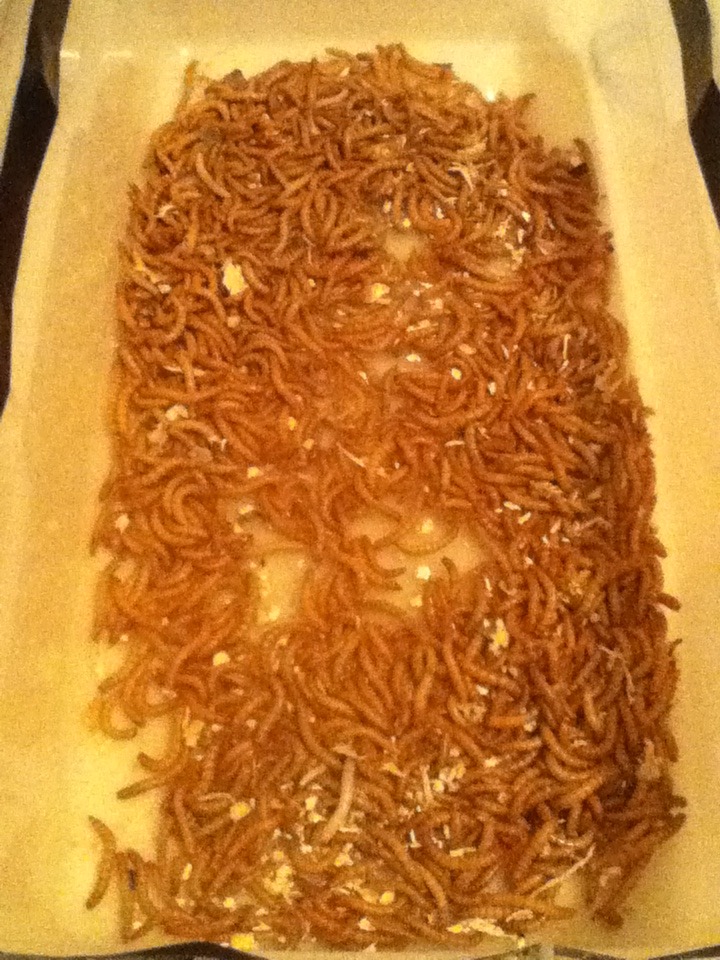Mealworm Colony 2015! [Picture Thread] - Page 3 IMG_1315_zps2mdjnzga