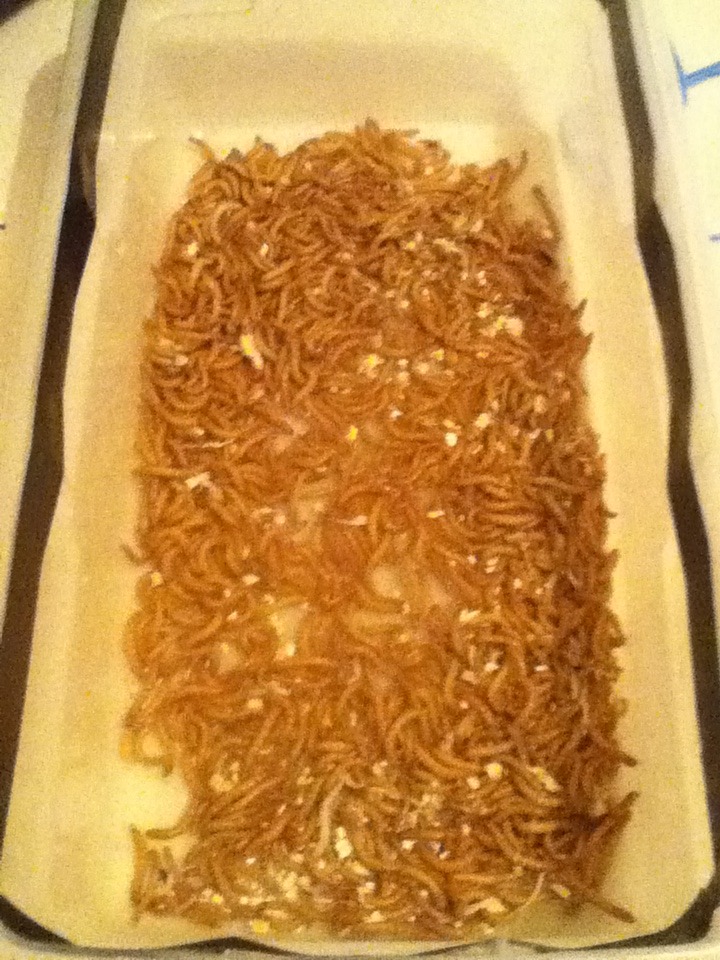 Mealworm Colony 2015! [Picture Thread] - Page 3 IMG_1316_zps70n2hqd4