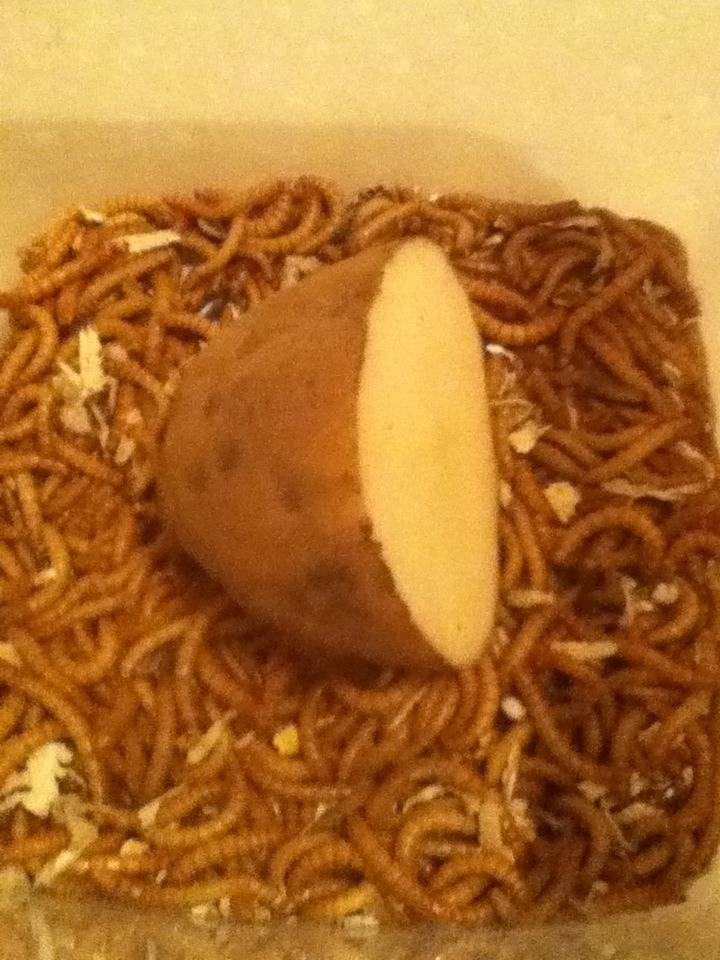 Mealworm "Time-Lapse Slide Show" August 18/2015 IMG_1331_zpsenquw2y3