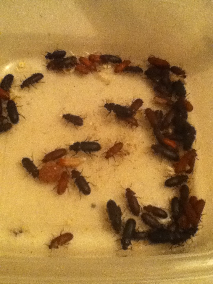 Mealworm Colony 2015! [Picture Thread] - Page 3 IMG_1332_zpss8qzlqra